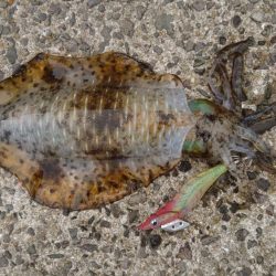 仕事おわりにちょろっとエギング