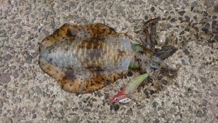 仕事おわりにちょろっとエギング