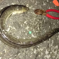 夜間底生魚調査