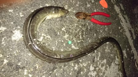 夜間底生魚調査