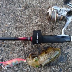 仕事前に 「こんまイカ‼️」