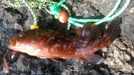 短時間釣行でしたが、本命アコウ釣れました