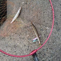 ジグサビキでカマス