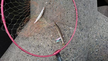 ジグサビキでカマス