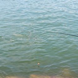 猛暑・海の日・チヌ