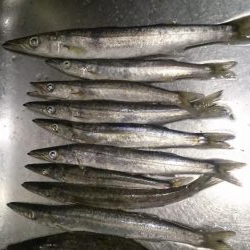 群れちーちゃい