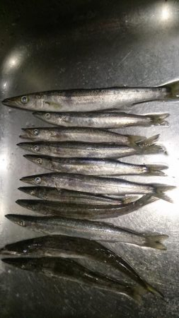 群れちーちゃい