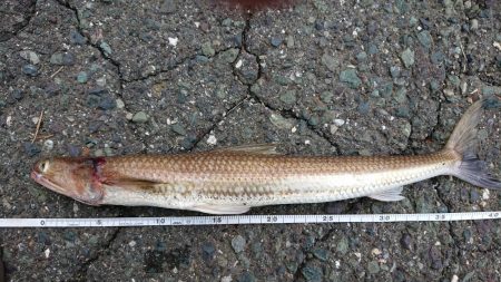 堅海でライトショアジギング