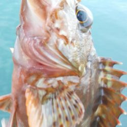 アジとカサゴがつれました。