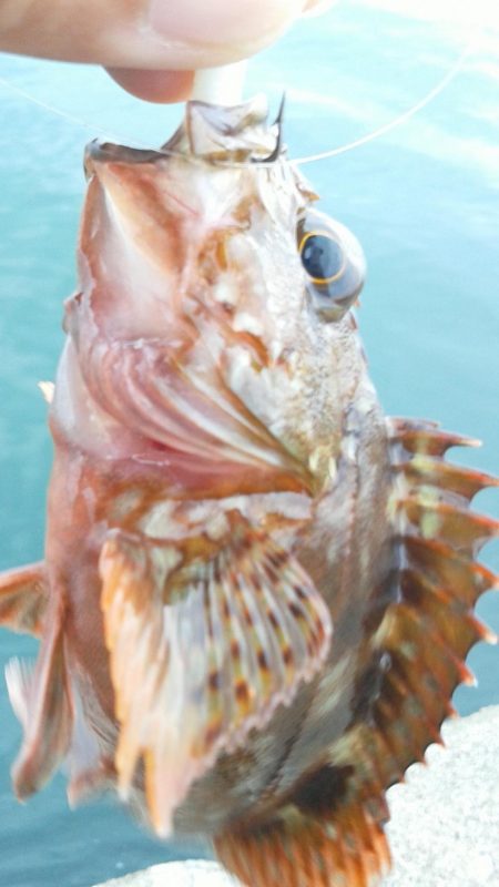 アジとカサゴがつれました。