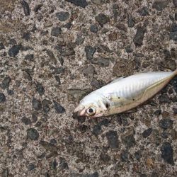 台風前にサゴシ&アジ