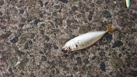 台風前にサゴシ&アジ