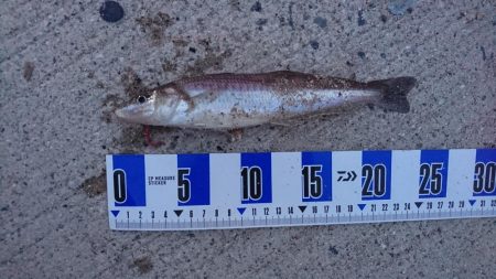 リベンジ夏キス釣行