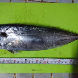 リベンジソーダカツオ