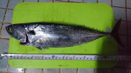 リベンジソーダカツオ