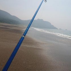 キス釣りも回復の兆し