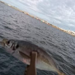 サビキをしてみる