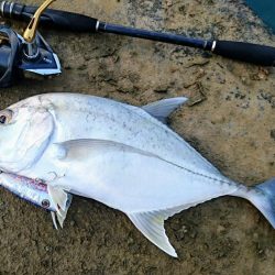 ロウニンアジ、自作のポッパーで釣れました。