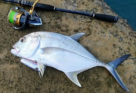 ロウニンアジ、自作のポッパーで釣れました。