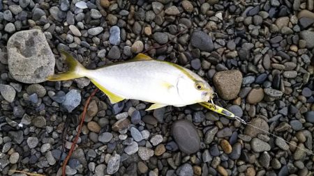 サーフショアジギ