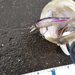 シーバスフィッシング