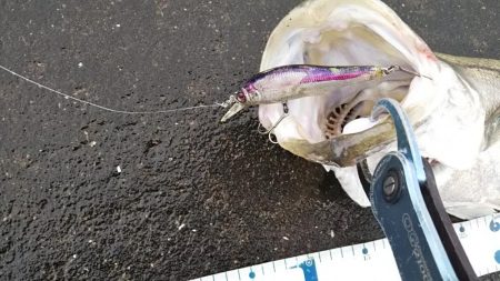 シーバスフィッシング