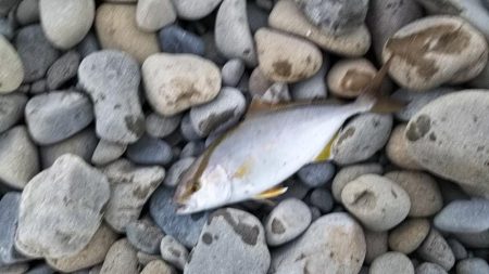 サーフショアジギ