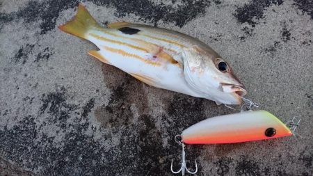 自作ポッパーでニセクロホシフエダイ