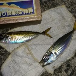 津居山漁港でキス狙い