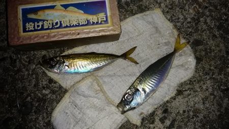 津居山漁港でキス狙い