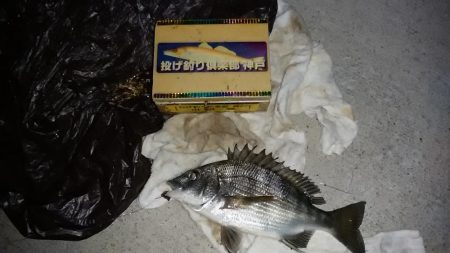 浦港でキス狙い