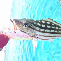 リーフエンドからルアーフィッシング