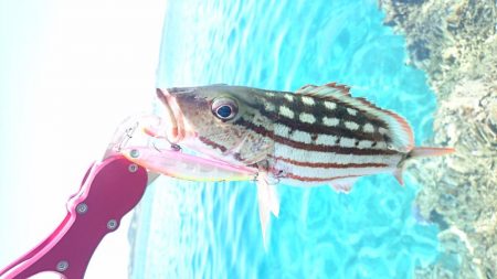 リーフエンドからルアーフィッシング