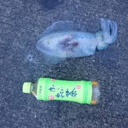 朝まずめ狙いで行って来ました。