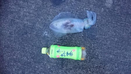 朝まずめ狙いで行って来ました。