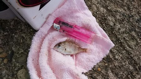 播磨新島へキス釣査