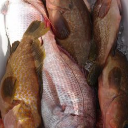 7月22日 ひとつテンヤ