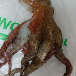 今季初タコ