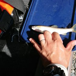 追い気が出てきました