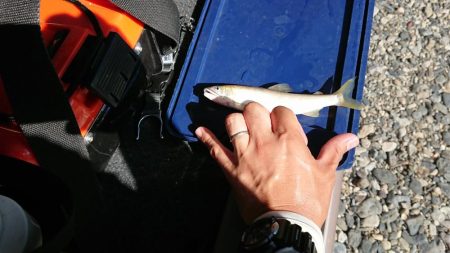 追い気が出てきました