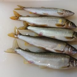 大雨の影響もなく