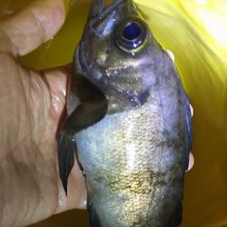 中サバ？メバルをねらいました。