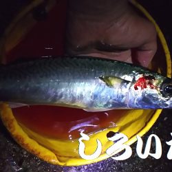 大サバ、爆釣モード突入か?