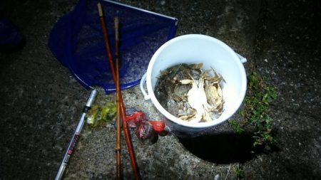 【若松】カニ調査