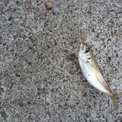 豆アジ サビキ釣り