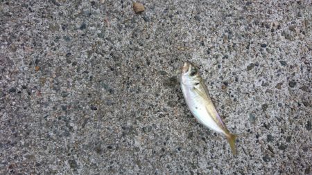 豆アジ サビキ釣り