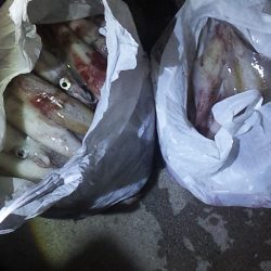 やっとキタ~ 山陰名物白イカ