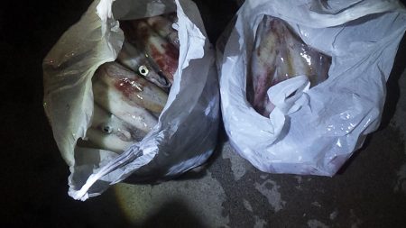 やっとキタ~ 山陰名物白イカ