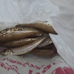 ショートバイト多発