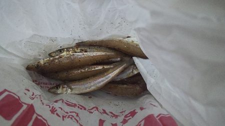 ショートバイト多発